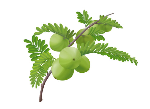 油柑插畫