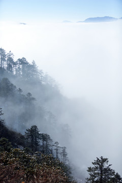 高山云雾