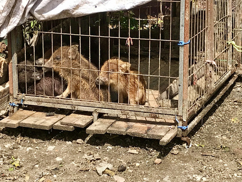 野家猪杂交猪仔