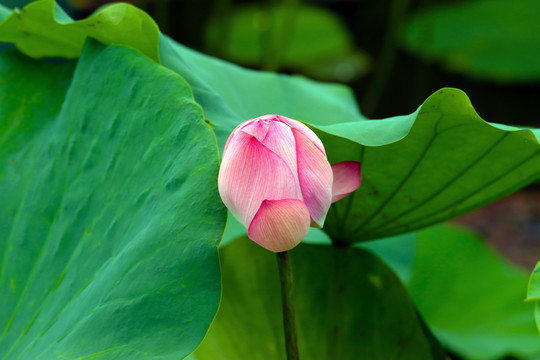 芬芳流年夏荷