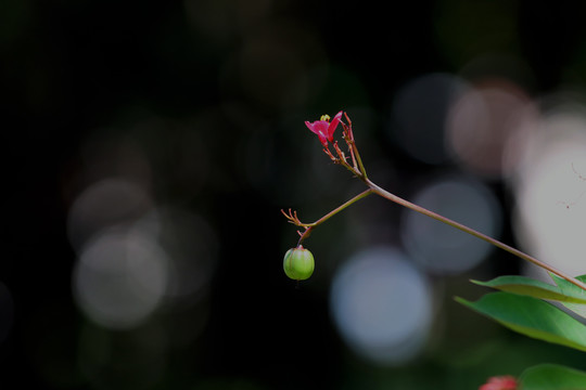 芬芳流年开花结果