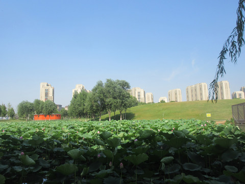 航空港区