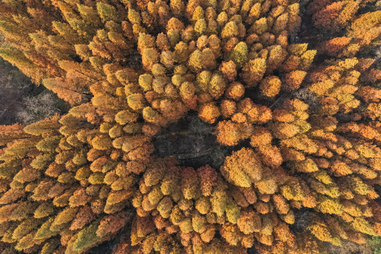 金色水杉林