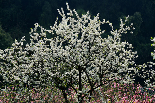 李子树开花