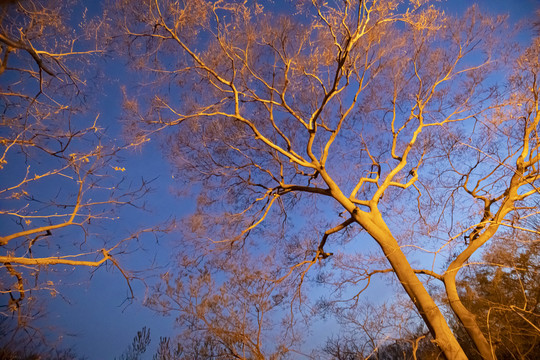 夜景树枝