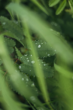 藏在草丛里的雨珠露水