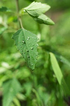 雨后阳光下挂满雨珠的野草