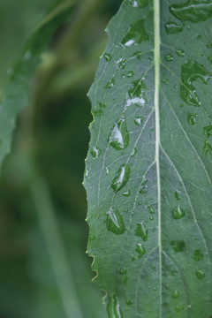 叶片上的露水雨滴特写图片