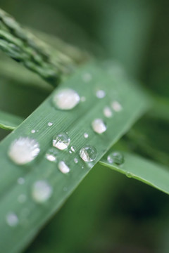 草叶上的露珠水滴特写图