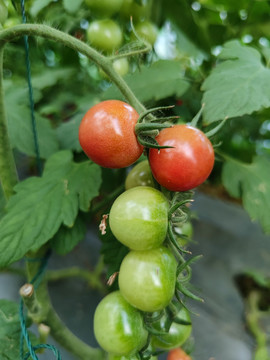 红色圣女果小番茄种植