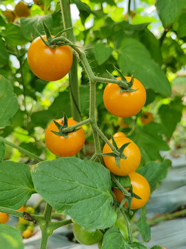 黄色圣女果小番茄种植