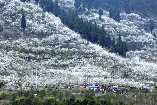 李花开满山