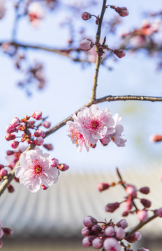 春天里盛开的桃花