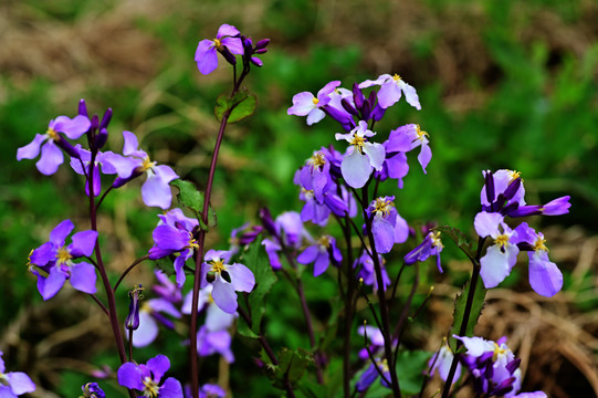 丁香花