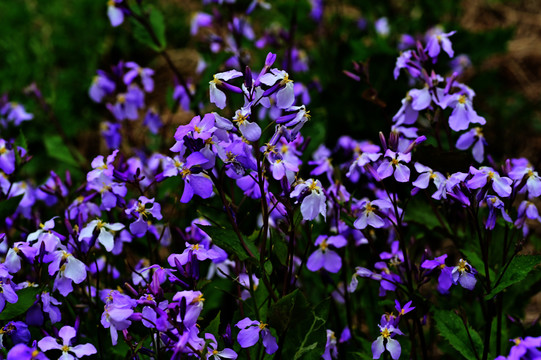 丁香花