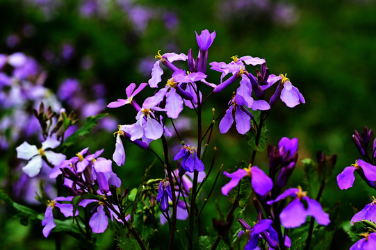 丁香花