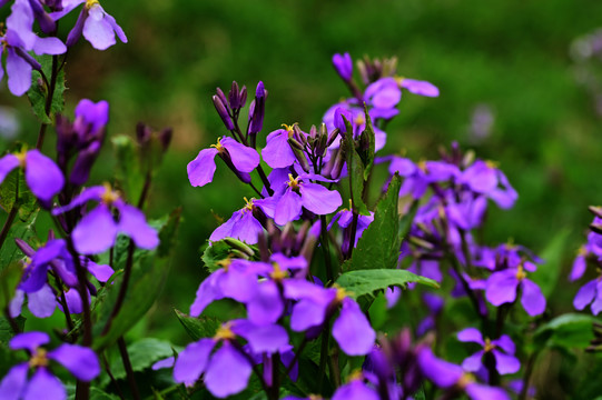 丁香花