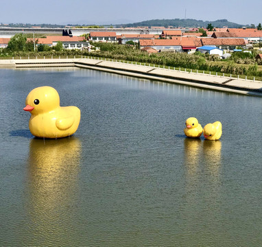 水上漂大黄鸭