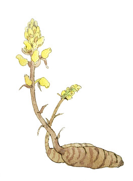 天麻手繪插畫(huà)