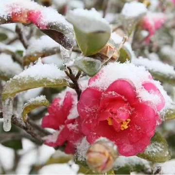 雪景花