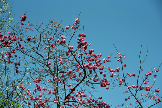 樱花树