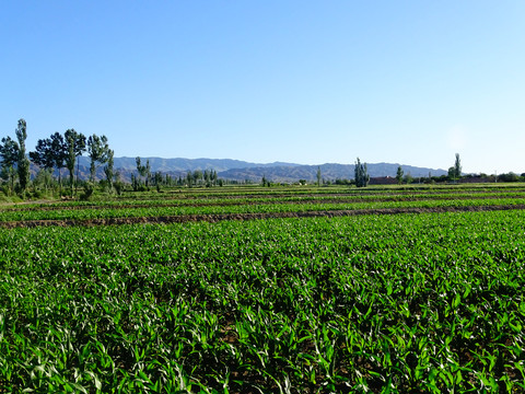 田野