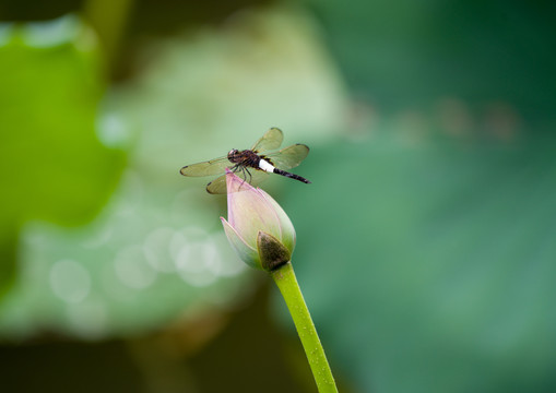 荷花蜻蜓