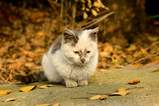 可爱的小花猫