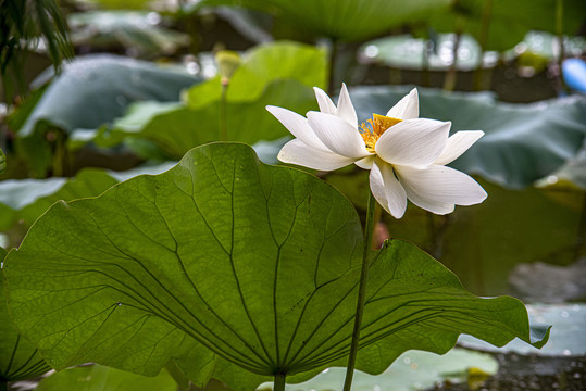 荷塘白莲