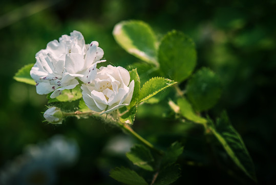 白玉堂花