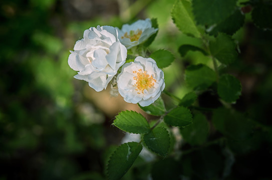 白玉堂花