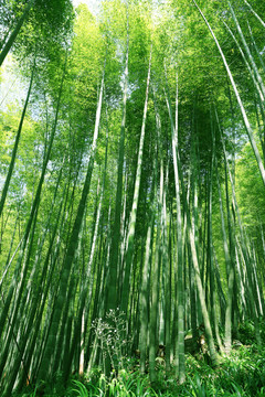 竹林风景