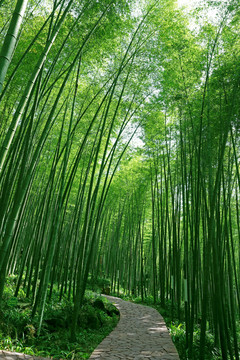 竹林步道