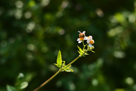 春天蜜蜂采蜜