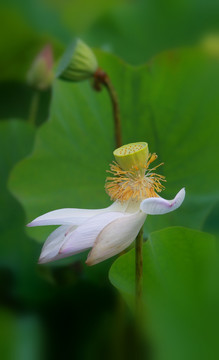 夏日的莲花