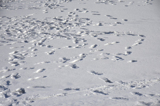 雪地印痕