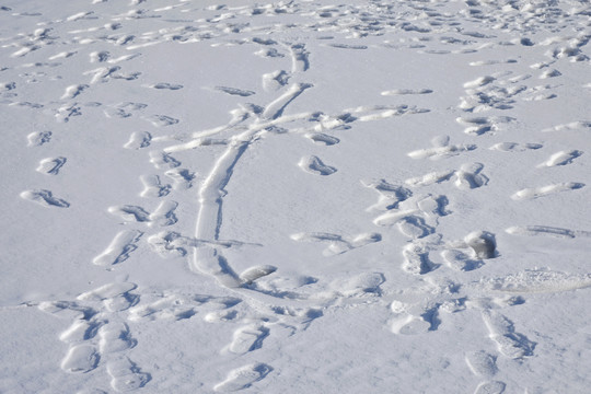 雪地印痕