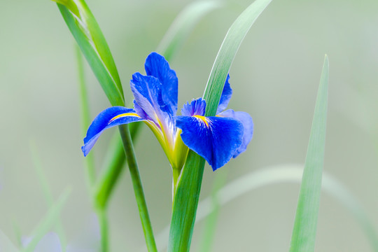 鸢尾