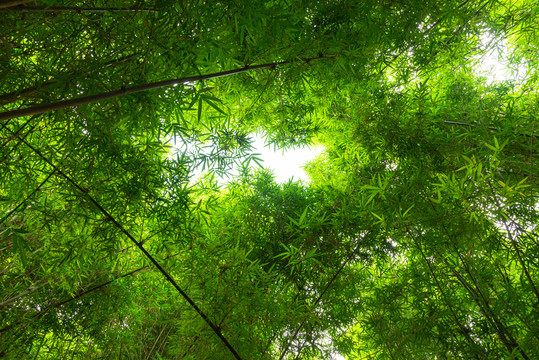 夏日竹林景观