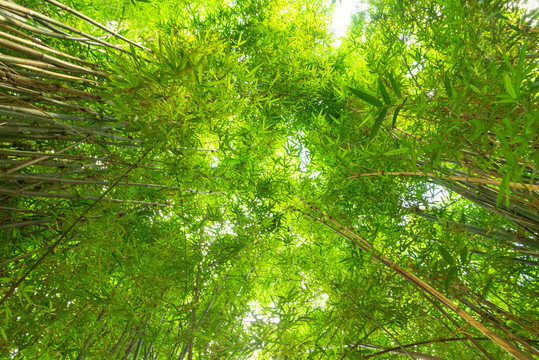 夏日竹林景观