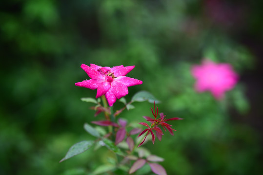 雨后的月季