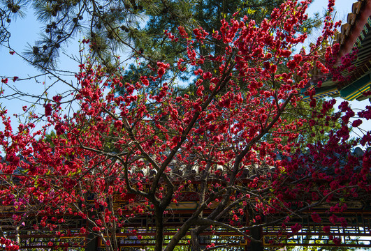 碧桃花