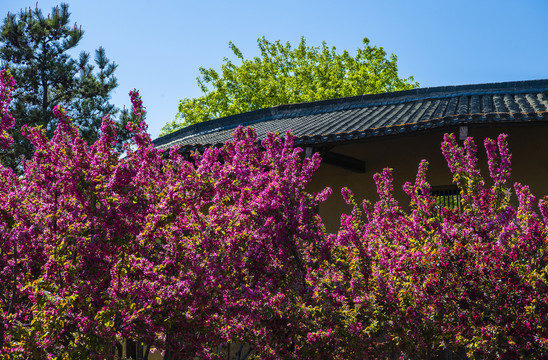 土楼围屋海棠花