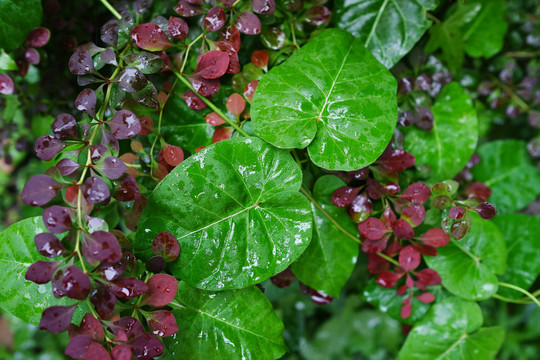 植物叶子