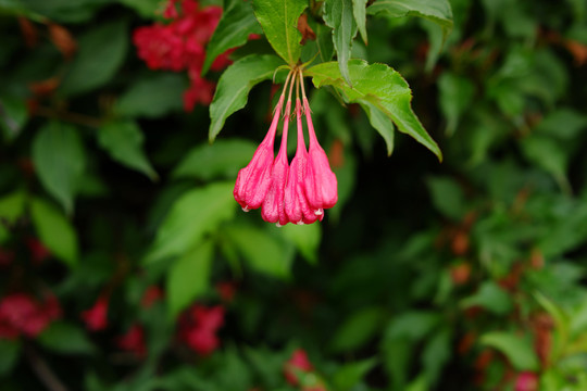 红王子锦带花蕾