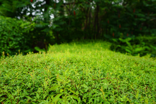 绿色植物