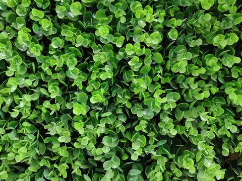 绿植装饰背景墙