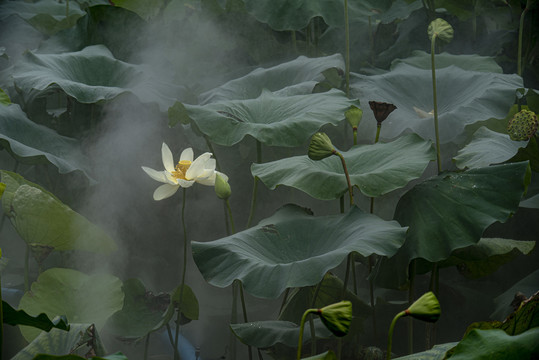 水墨荷花