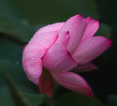 雨荷