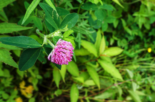 红车轴草